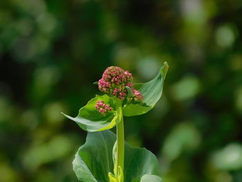 Close-up of red flowering plant