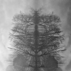 Close-up of bare tree against sky