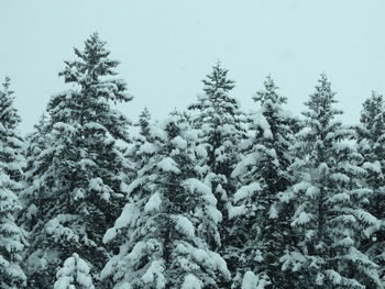 Low angle view of trees against clear sky during winter