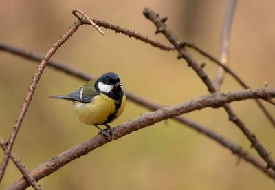 Close-up of bird perching on branch