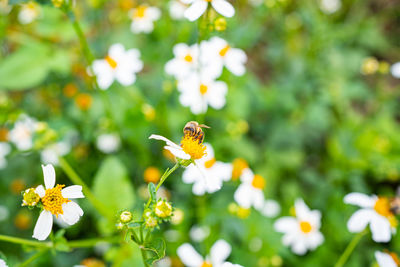 Close-up of butterfly pollinating on flower