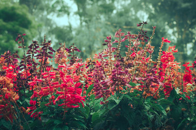 Close-up of red flowers blooming on tree