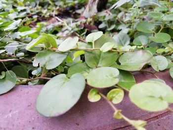 High angle view of leaves and plants