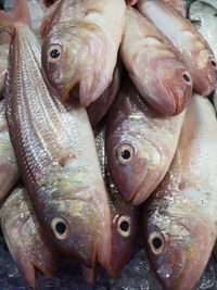 High angle view of fish for sale in market