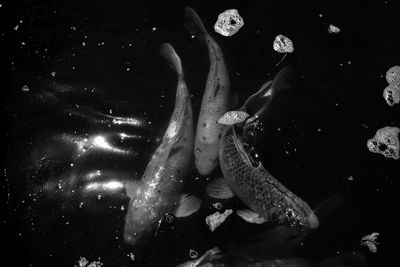 Close-up of koi fish in water