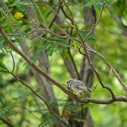 View of a bird perching on branch