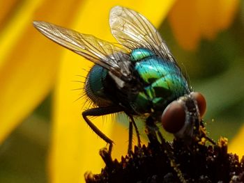 Close-up of fly on flower