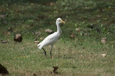 Bird perching on a field