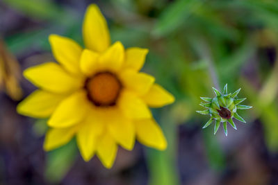 Close-up of yellow flowering plant