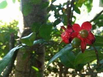 Low angle view of red flowers on tree