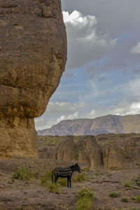 Horse standing on rock against sky