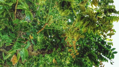 Plants growing on tree