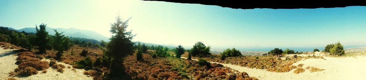 Panoramic shot of trees on landscape against clear sky