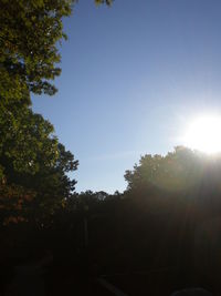 Sun shining through trees