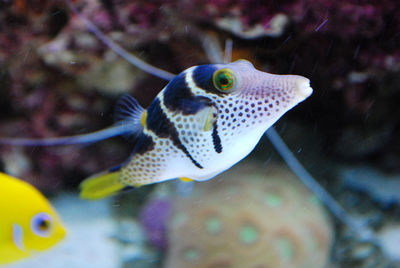 Close-up of fish swimming in sea