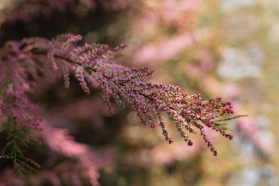 Close-up of pink cherry blossoms in spring