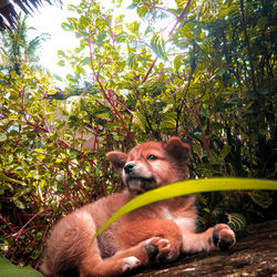 Portrait of lion relaxing on tree