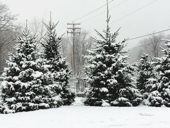 Trees against sky during winter