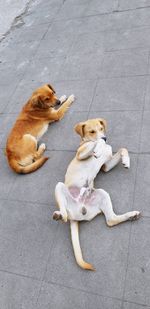 High angle view of dog sitting on footpath