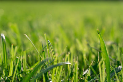 Close-up of dew on grass