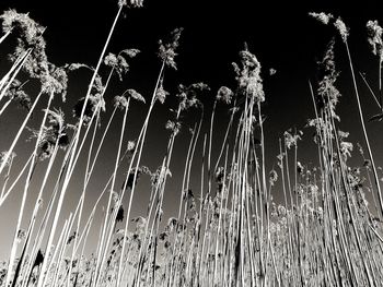 Low angle view of plants against clear sky