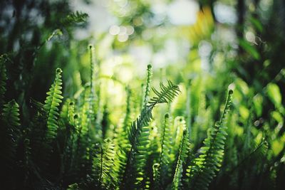 Close-up of fern leaves