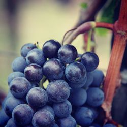 Close-up of grapes