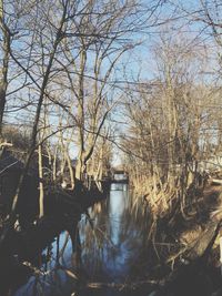 Reflection of trees in river