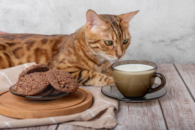 Bengal cat, a cup of milk and cookies in a bowl on a wooden table.