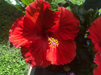 Close-up of red hibiscus flower