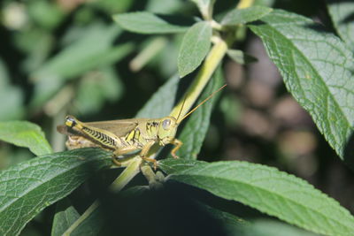 Close-up of dragonfly on leaf