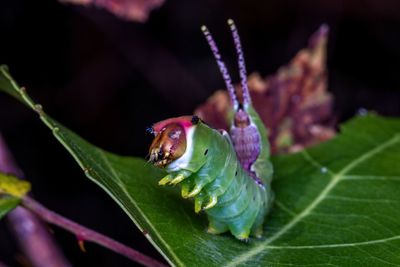 Close-up of insect on flower