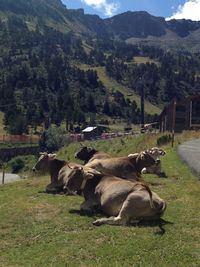 Cows grazing on field against mountains