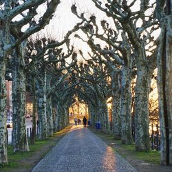 Footpath along trees