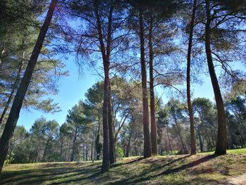 Low angle view of trees against sky