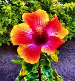 Close-up of hibiscus blooming outdoors