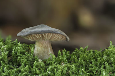 Close-up of mushroom growing on land