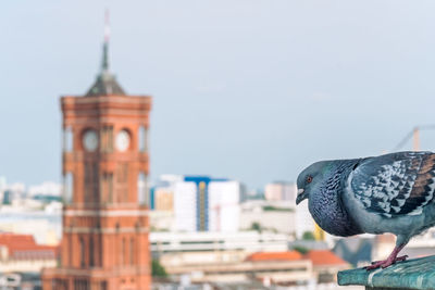 Close-up of bird perching on city against sky