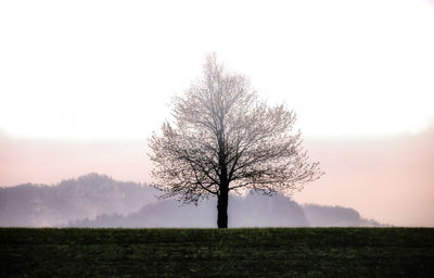 Single tree on field