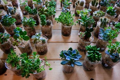 Potted plant on table