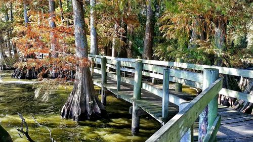 Reflection of trees in water