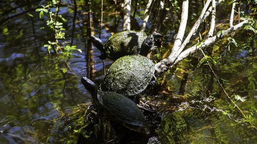 Close-up of plants growing in forest