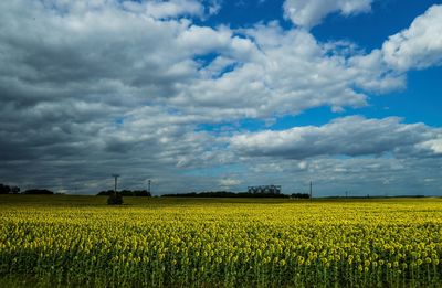 View of yellow flowers on field against cloudy sky