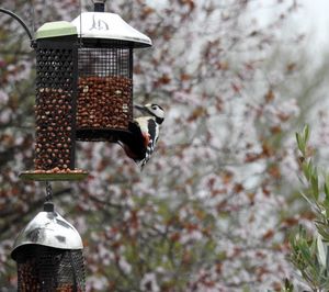 Close-up of bird perching on feeder