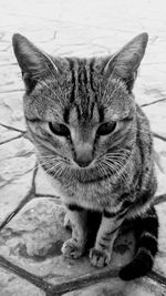 Close-up portrait of cat sitting outdoors