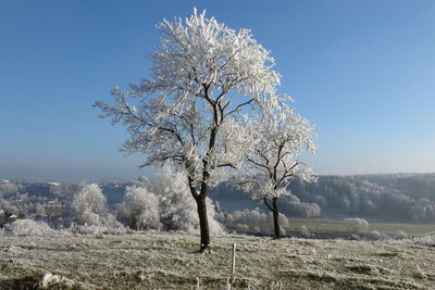 Tree against clear sky