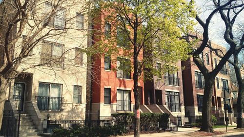 Bare trees against buildings