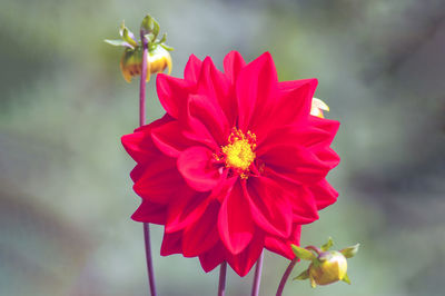 Close-up of pink rose flower