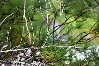 Close-up of pine tree in forest