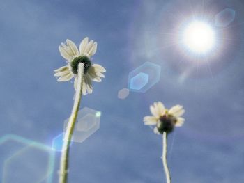 Close-up of cosmos flowers blooming against sky